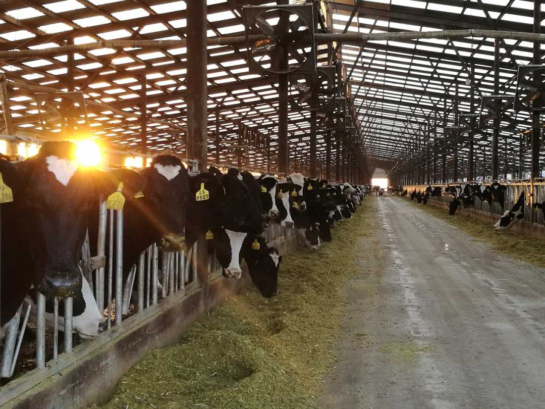 内蒙古推进“秸秆变肉”，秸秆饲料化节粮800万吨赋能畜牧饲料技术开发