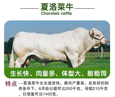 西门塔尔牛犊选购与饲养指南 3-6个月活体小牛的养殖优势及鲁西黄牛改良技术